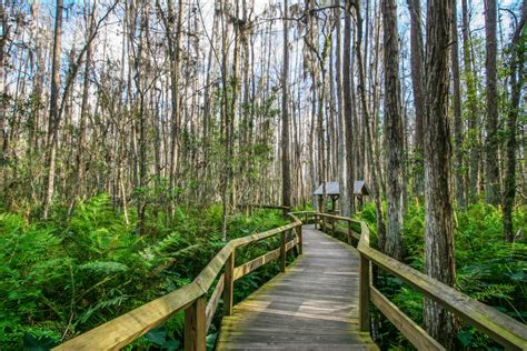 Hiking in florida. Things To Know About Hiking in florida. 